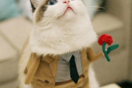 养布偶猫的十大理由，让你彻底爱上这只“猫界仙女”！