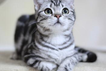 英国短毛猫和美国短毛猫：品种特征对比，助你挑选爱猫！