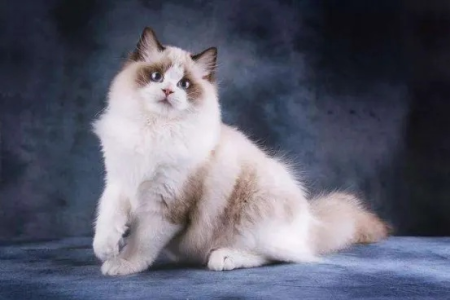 挑选纯种布偶猫方法技巧：新手必看选购指南