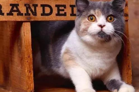 英国短毛猫鉴别挑选：避开陷阱，选购健康猫咪