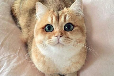 英国短毛猫体型与性格深度解析：萌宠养成全攻略