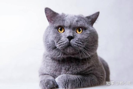 英国短毛猫简介：从入门到精通，带你认识英短