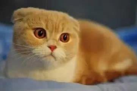 苏格兰折耳猫的优点和缺点：值得你深思熟虑吗？
