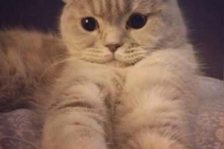 苏格兰折耳猫性格特点大揭秘：温顺粘人还是有缺点？