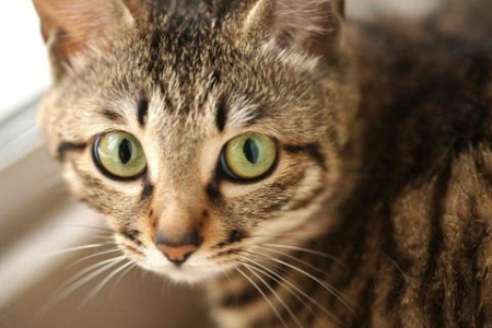 深入了解苏格兰折耳猫：品种起源、特征与饲养指南