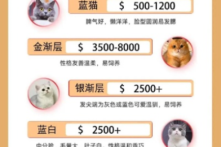 养一只英短猫要准备多少钱？不同颜色价格差异分析