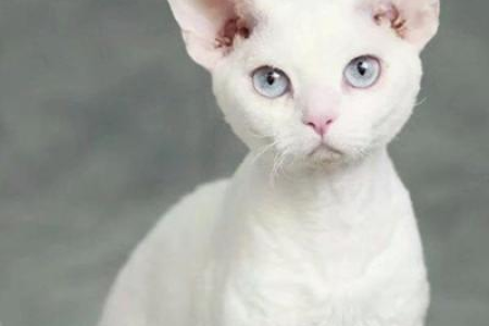 布偶猫：温顺温柔的性格，超爱交际，治愈你的生活！