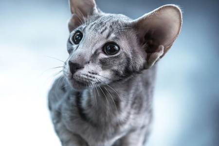 东方短毛猫什么颜色最贵？价格影响因素有哪些？