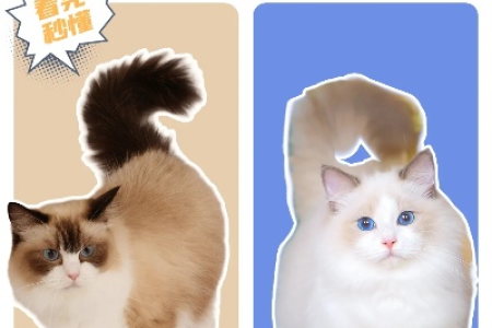 想买布偶猫？先学会区分海双和蓝双！