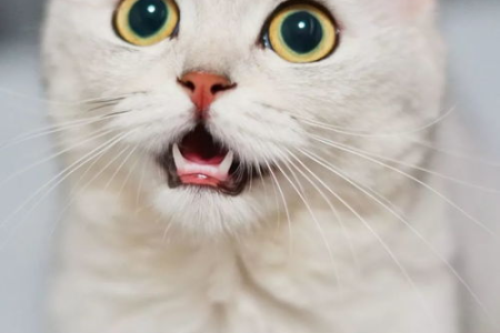 半夜猫咪一直叫不停？试试这些方法让它安静下来