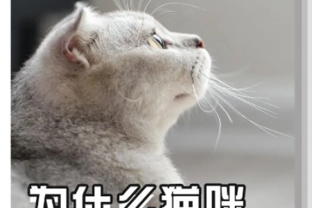 猫咪半夜叫个不停怎么办？教你轻松应对猫咪夜间叫声