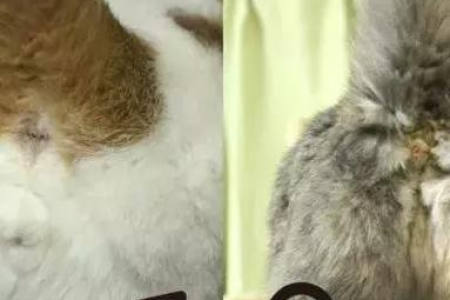 小猫刚出生怎么辨别公母？简单易懂的实用指南
