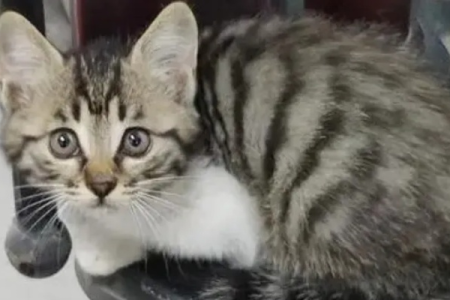 彻底解决狸花猫爱叫的难题，方法都在这里