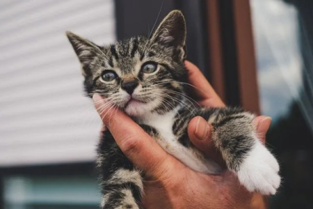 狸花猫咬人，是天性还是后天养成？深度解析