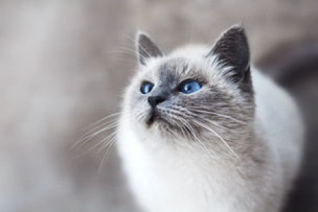 如何挑选品相好的暹罗猫？一看就会的选猫指南