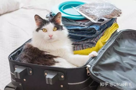 安全托运猫咪上飞机：新手必看详细流程及注意事项！
