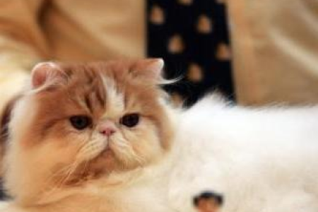 解读加菲猫性格：安静粘人还是活泼好动？