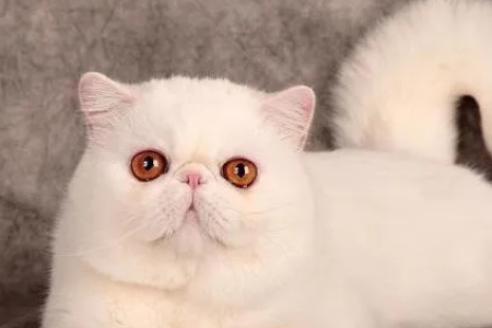 看懂加菲猫品相，轻松选到理想的爱猫