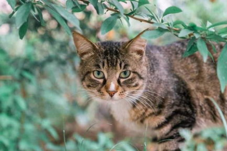 狸花猫公母怎么看？教你从外形和特征分辨！