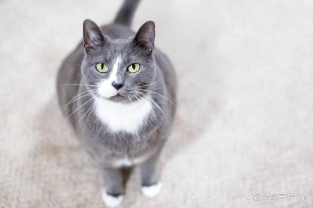 深度解析加菲猫性格：优点缺点全知道！