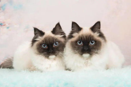 埃及猫性格好不好？适合新手饲养吗？全面分析埃及猫脾气