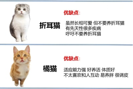 英国短毛猫怎么选？价格和品质如何兼顾？