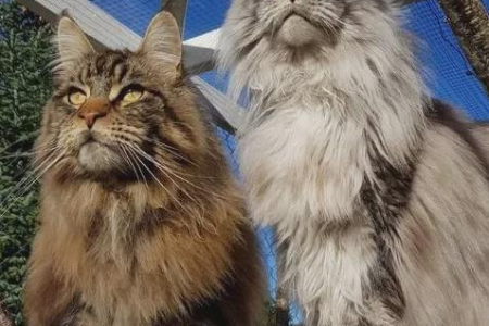 缅因猫VS森林猫：体型、毛发、性格大比拼，哪个更适合你？