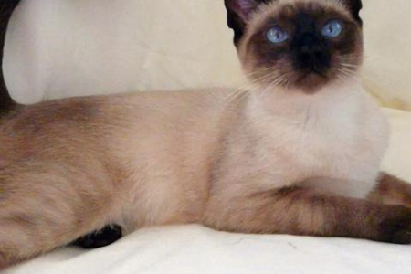 想了解巴厘猫性格？看看这些真实评价！