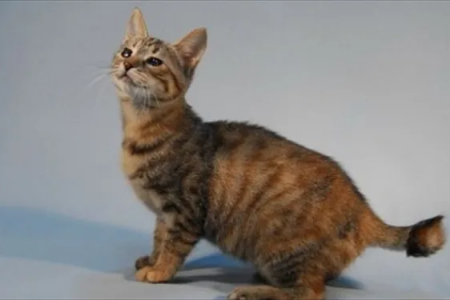 怎么辨别麒麟猫？长尾短尾怎么区分？