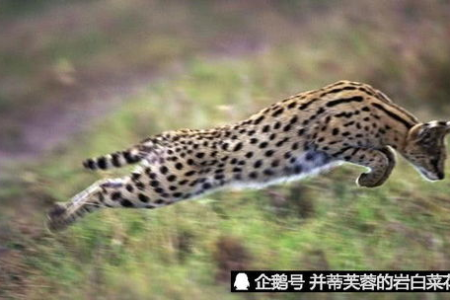 想养薮猫？先了解它的性格！野生薮猫和宠物薮猫性格区别大吗？
