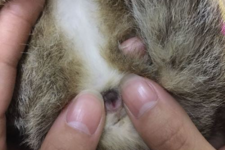 三个月小猫公母怎么区分？简单方法教你轻松辨别