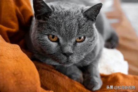想养猫？卡尔特猫与蓝猫：哪种更适合你？