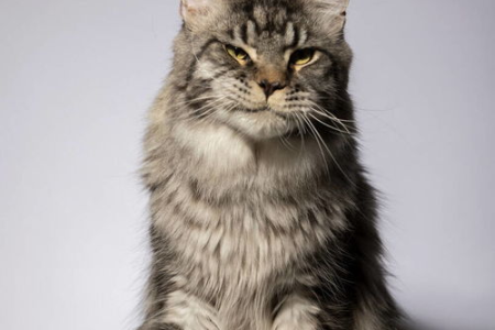 想养卡尔特猫？先了解它的性格！卡尔特猫性格分析及饲养建议