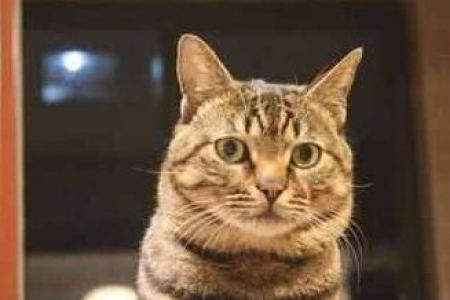 想养虎斑猫？先了解下虎斑猫的性格好不好