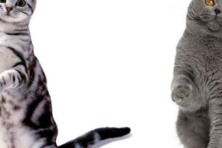 美国银虎斑猫的性格脾气如何？适合新手吗？