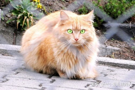 橘猫的特征有哪些？橘猫的性格和外貌特点分析