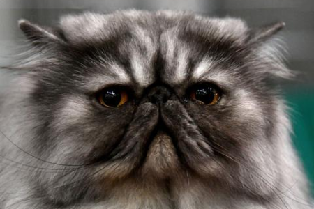 品种猫和土猫的区别在哪里？一篇读懂猫咪选择！