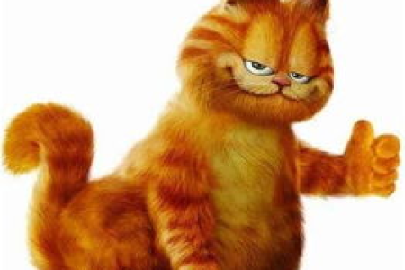 加菲猫怎么选？一看就会的挑选方法和注意事项