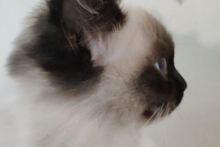 傻傻分不清？褴褛猫和布偶猫的详细区别介绍