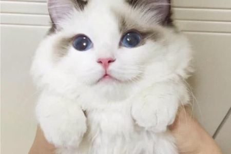 想养布偶猫？先看看这些缺点你能不能接受！