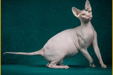 斯芬克斯猫的缺点大揭秘：体弱多病需悉心照料