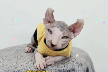 斯芬克斯猫的性格到底好不好？看完你就知道了！
