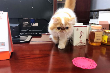 加菲猫性格怎么样？温顺好养吗？适合新手家庭吗？