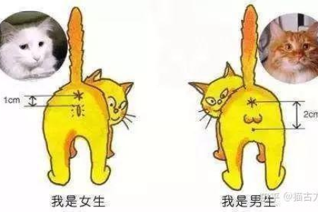橘猫公母如何区分？快速识别橘猫性别的几个小技巧