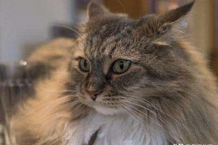 缅因猫脾气怎么样？揭秘缅因猫的性格优缺点