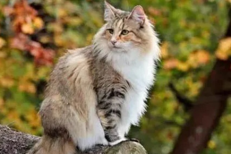 挪威森林猫品相好坏怎么判断？图文详解