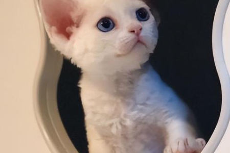 德文卷毛猫性格分析：是温顺小猫咪还是调皮小精灵？