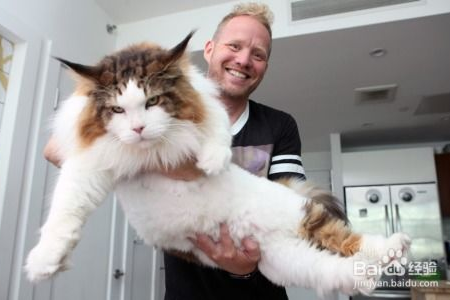 如何挑选缅因猫？从品相入手教你选好猫