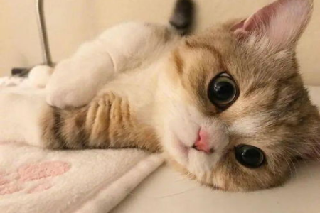 想养短腿猫？曼赤肯和拿破仑猫，哪个更适合你？