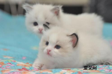 想养曼基康猫？教你如何挑选健康可爱的猫咪